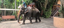 Riding an elephant is considered auspicious at Ayothaya Floating Market.
